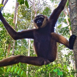 The Jungles Of Borneo