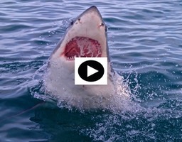 White Shark Projects Shark Alley, S.A